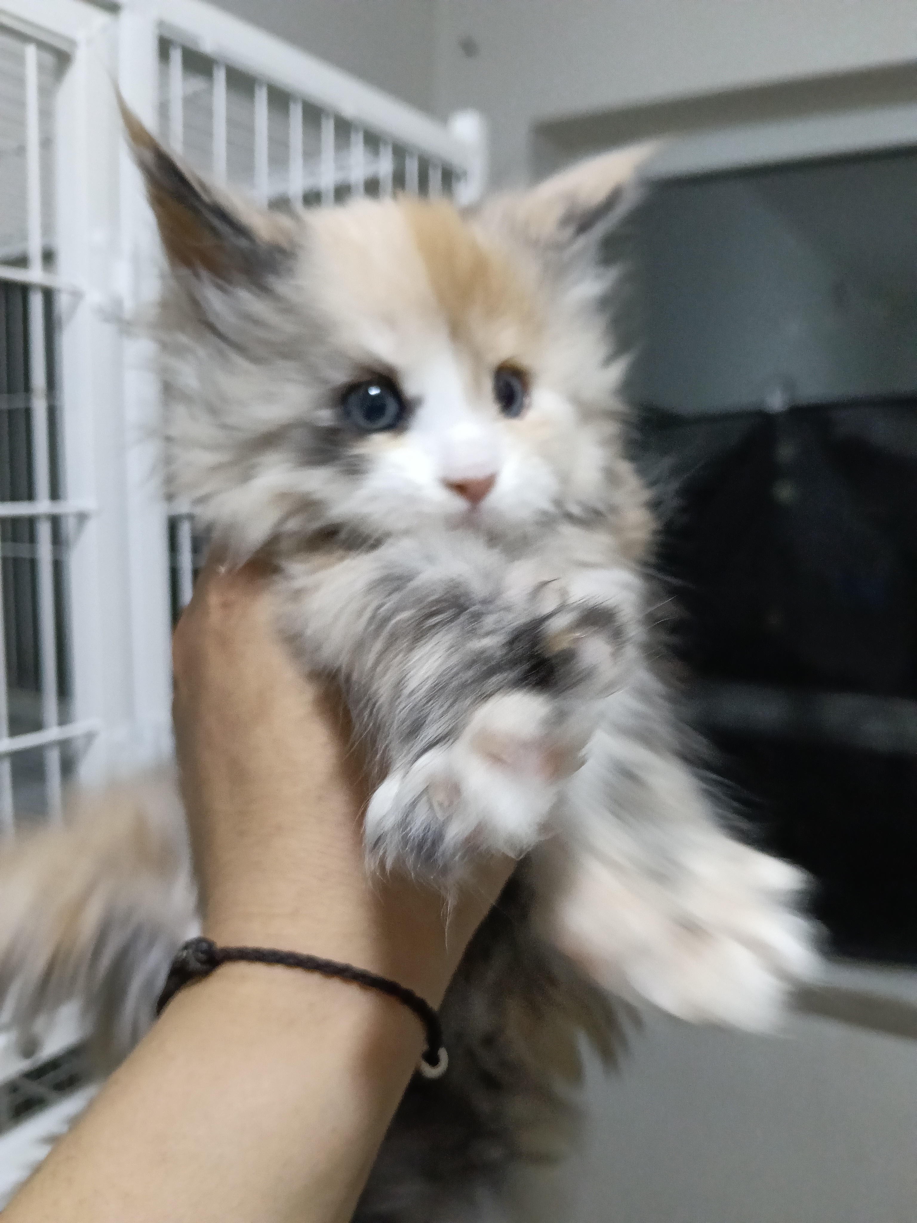 
稀有色三花异瞳缅因,蓝黄双瞳,温柔又霸气,自带高光特效🌟